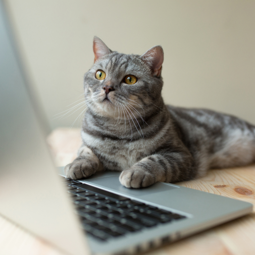 Careers at Neuro Vet