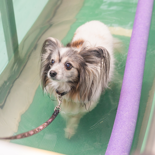 Animal Physical Rehabilitation