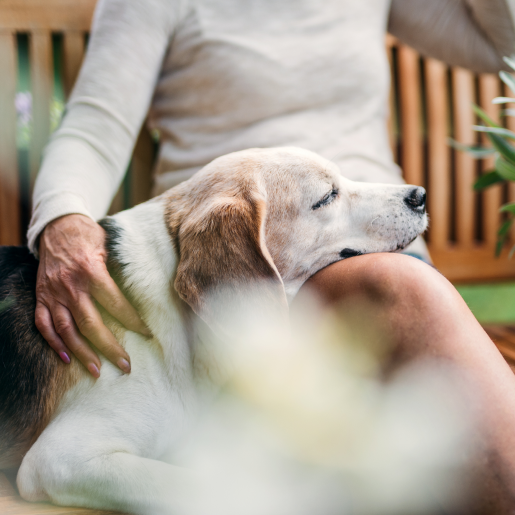 Canine Cognitive Dysfunction