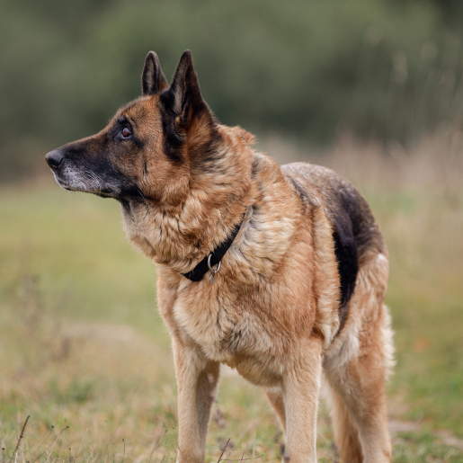 Degenerative Myelopathy