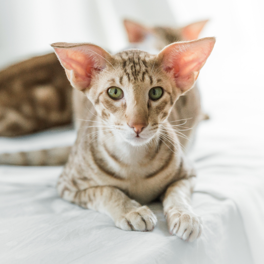 Feline Hyperesthesia Syndrome